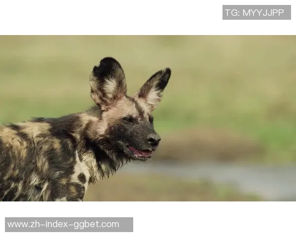 老鹰与狼的对决谁将成为森林之王的传奇故事